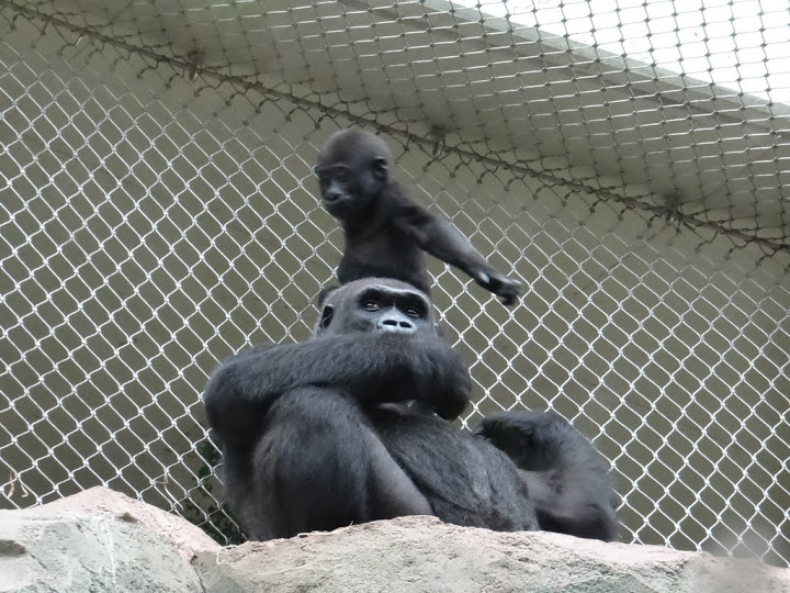 Gorilla gorilla gorilla