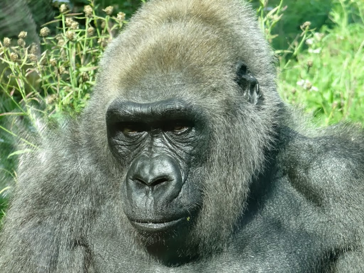 Gorilla gorilla gorilla