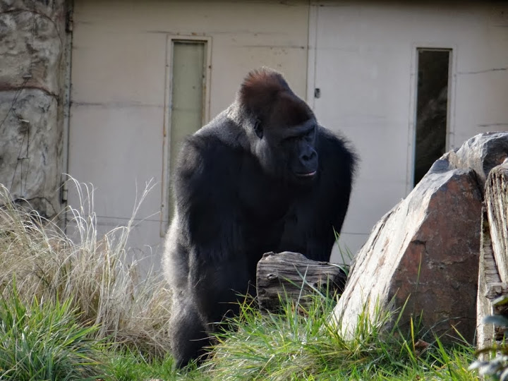 Gorilla gorilla gorilla