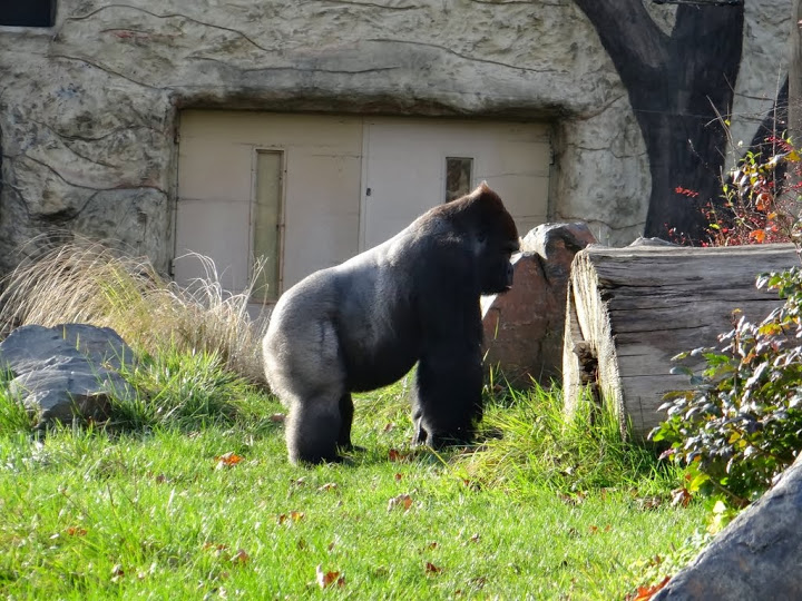 Gorilla gorilla gorilla