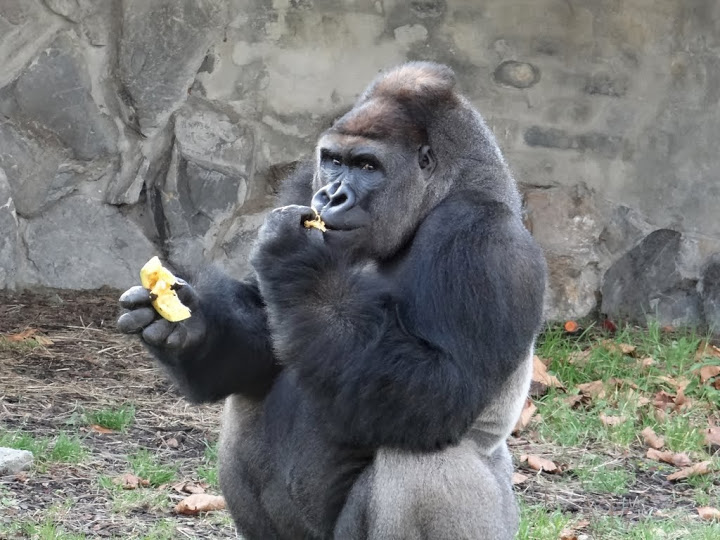 Gorilla gorilla gorilla