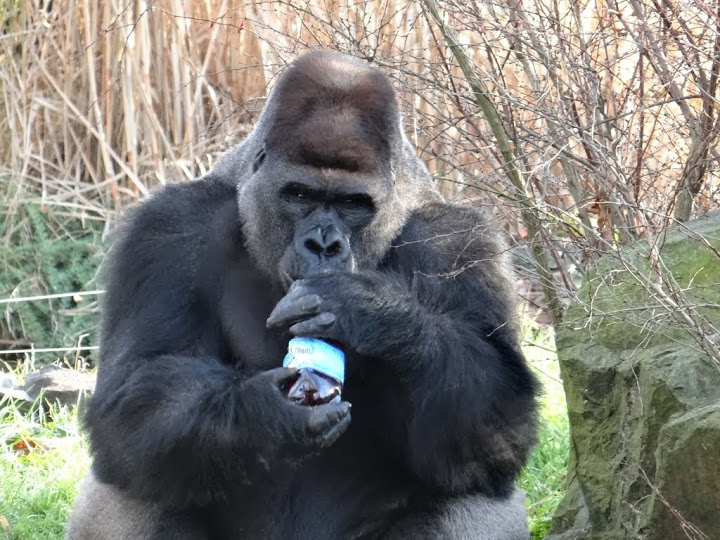 Gorilla gorilla gorilla