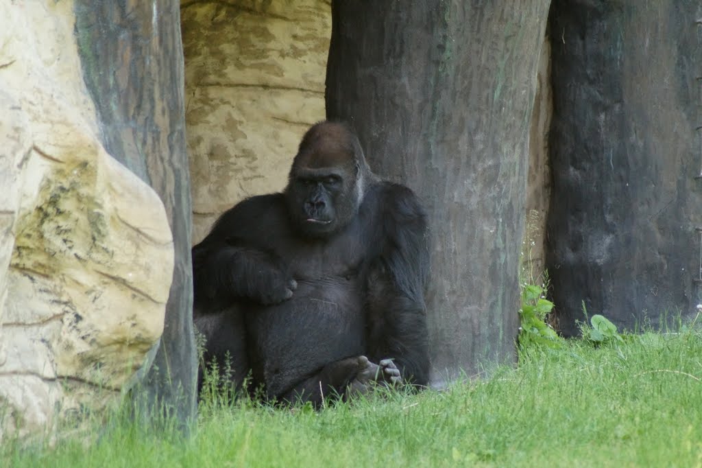 Gorilla gorilla gorilla