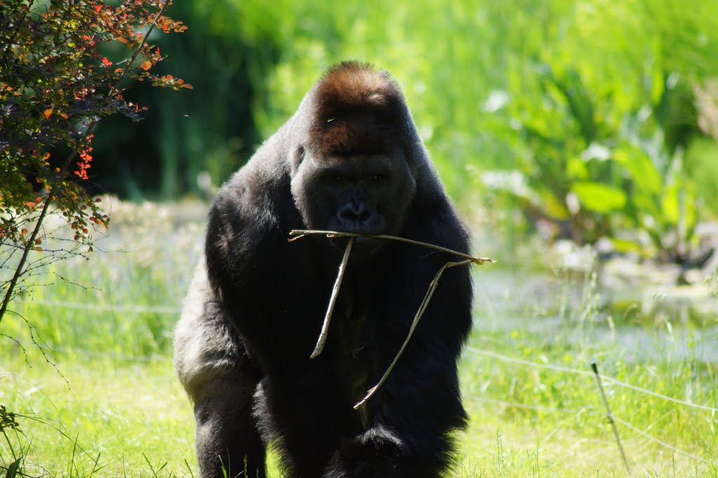 Gorilla gorilla gorilla