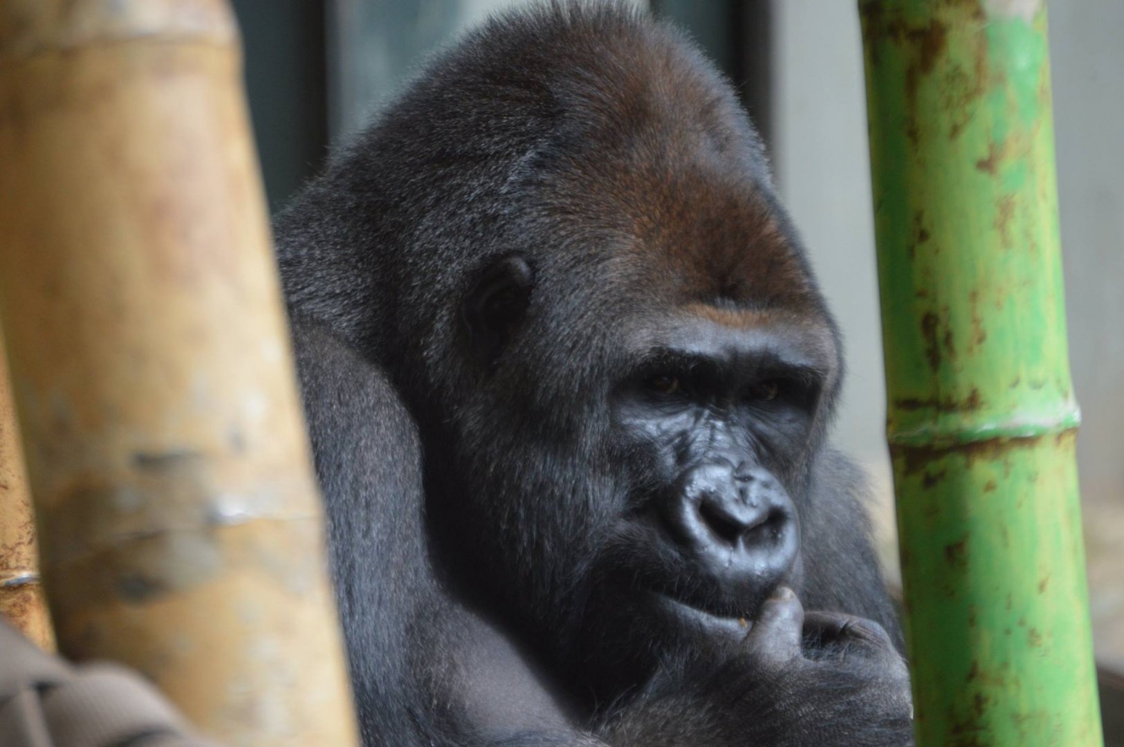 Gorilla gorilla gorilla