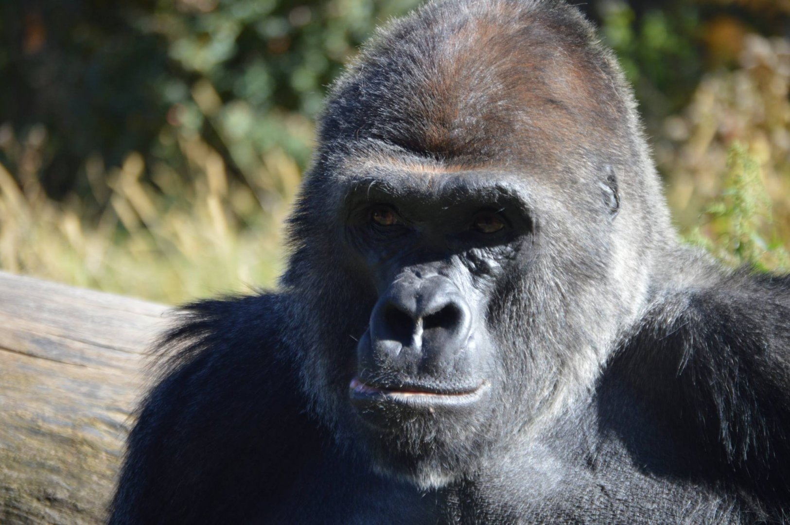 Gorilla gorilla gorilla