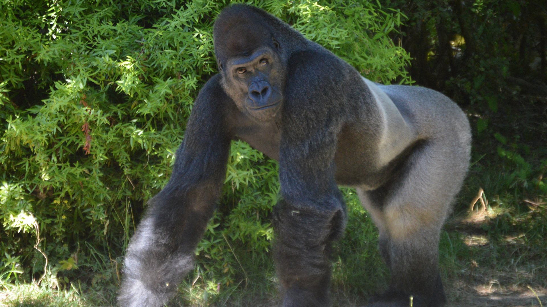 Gorilla gorilla gorilla