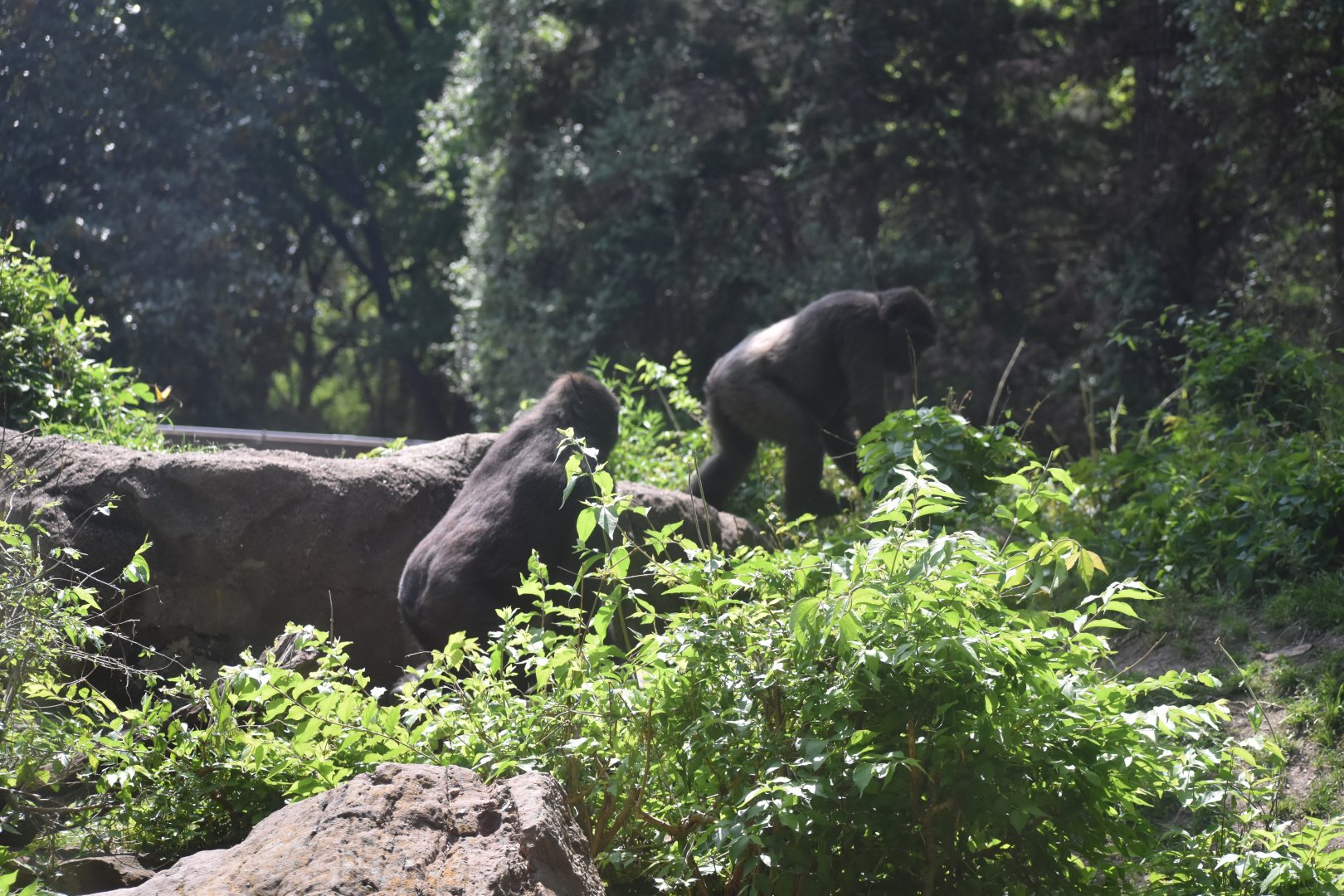 Gorilla gorilla gorilla