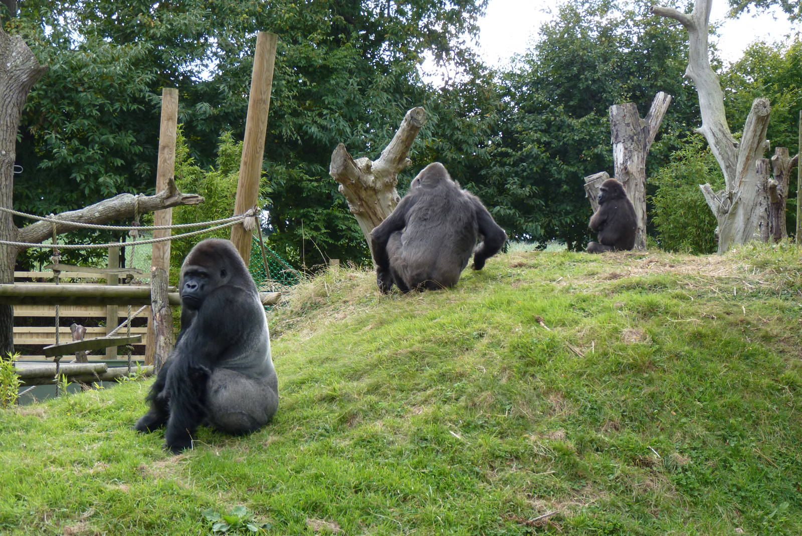 Gorilla group, October 2016