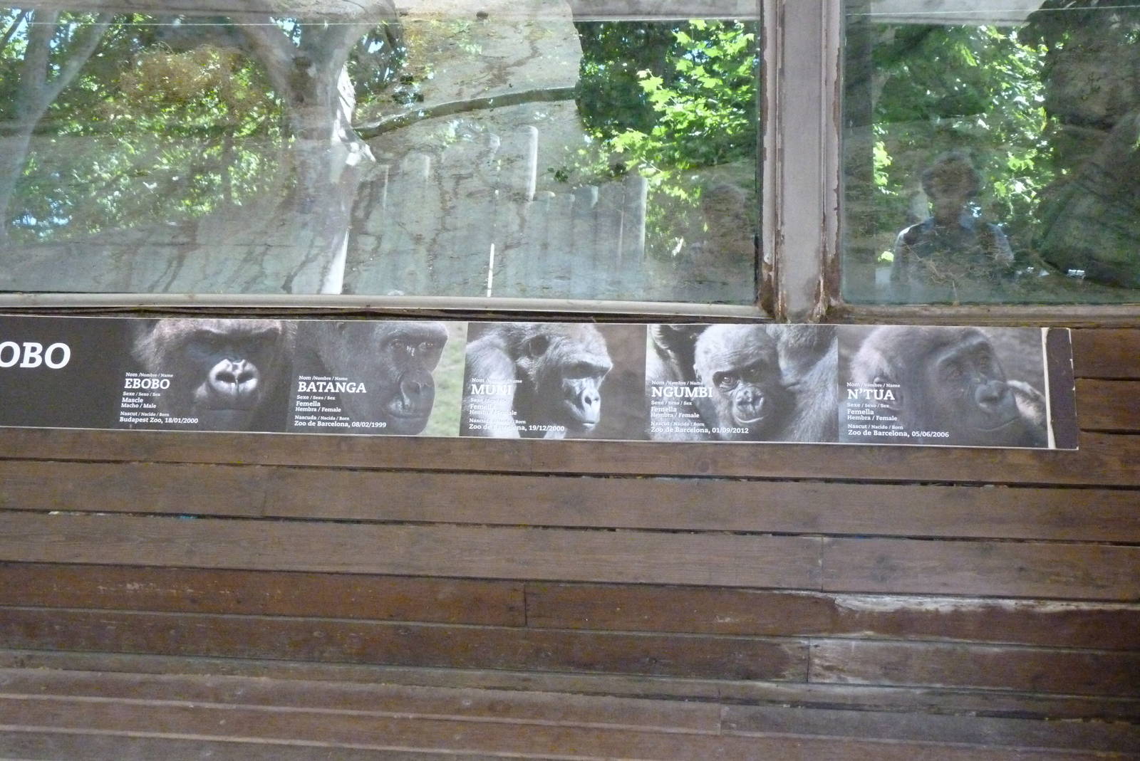 Gorilla group sign, 17 June 2015