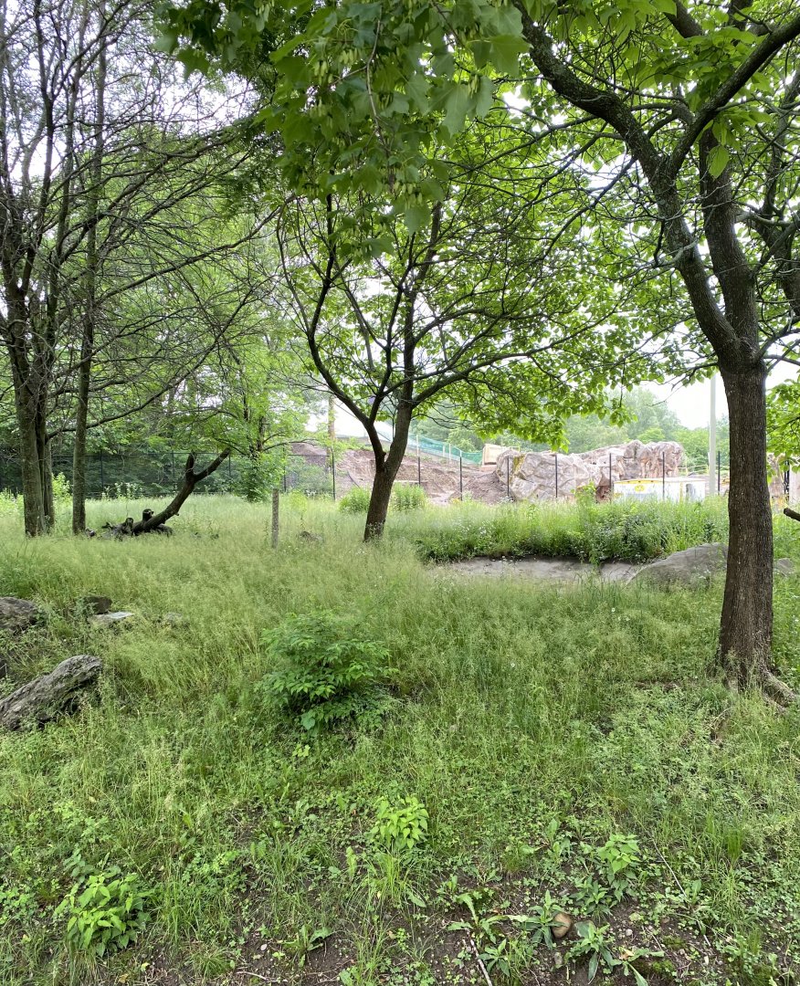 Gorilla Grove construction thru Hyena Exhibit 15/6/22