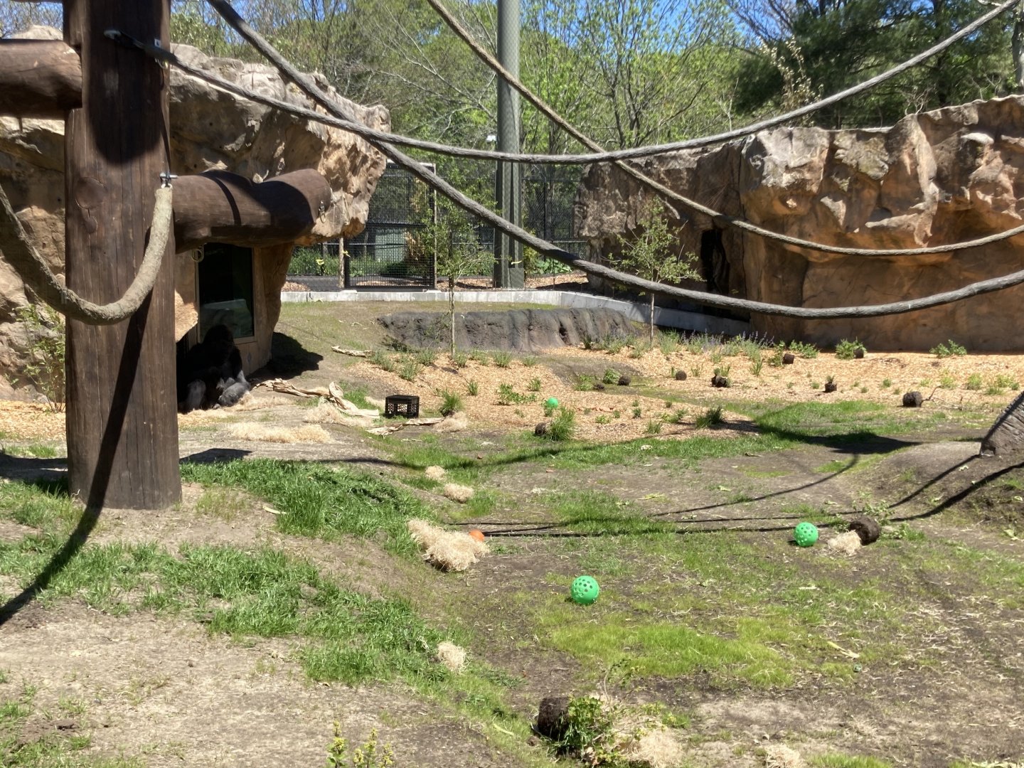 Gorilla Grove Getting Greener