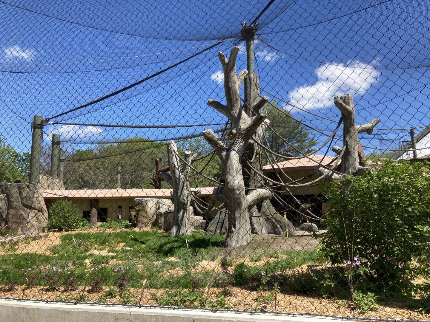 Gorilla Grove Getting Greener