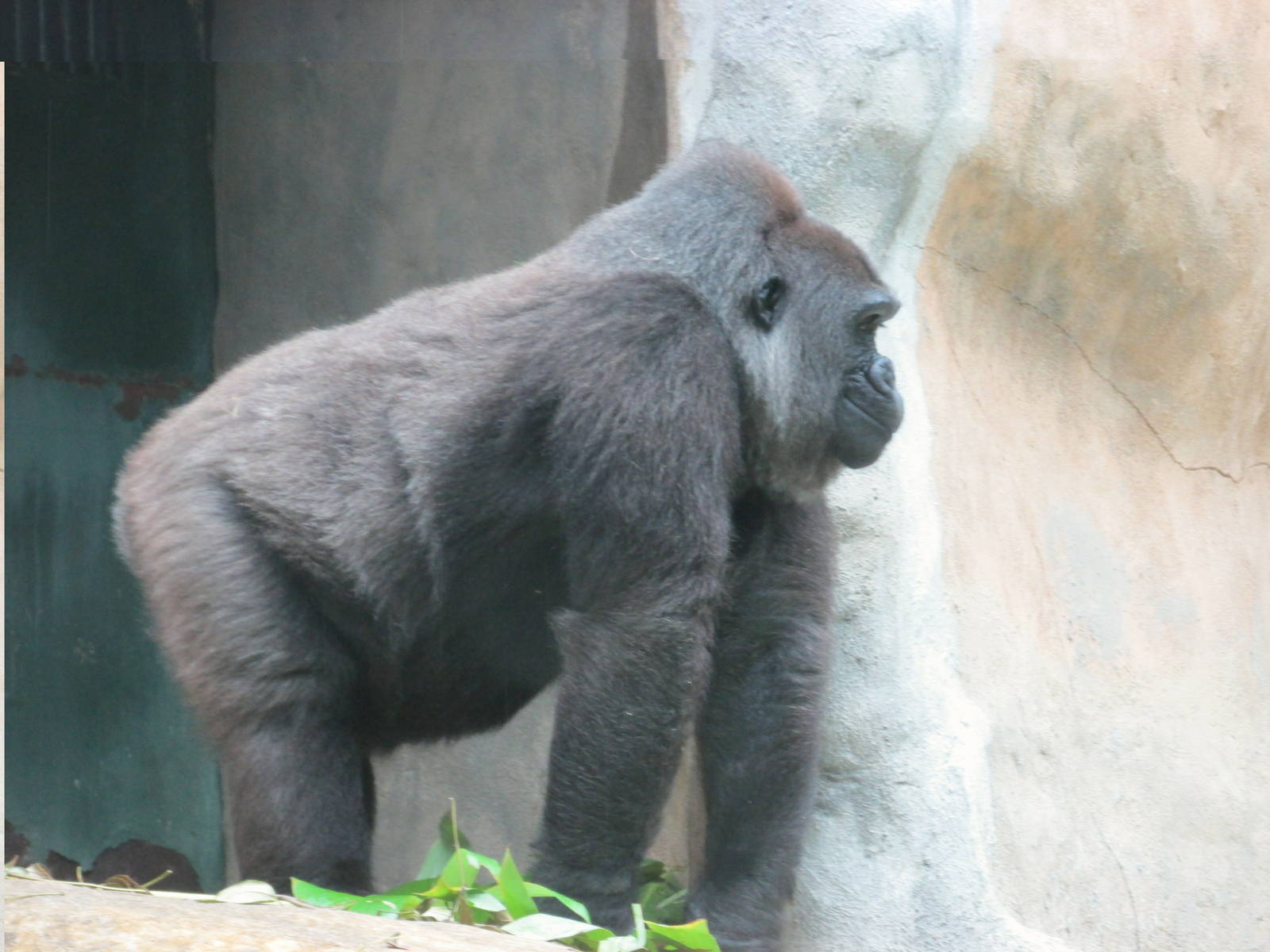 gorilla guadalajara zoo