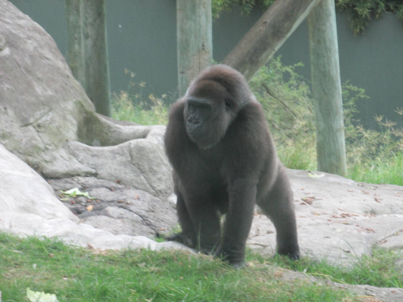 gorilla guadalajara zoo