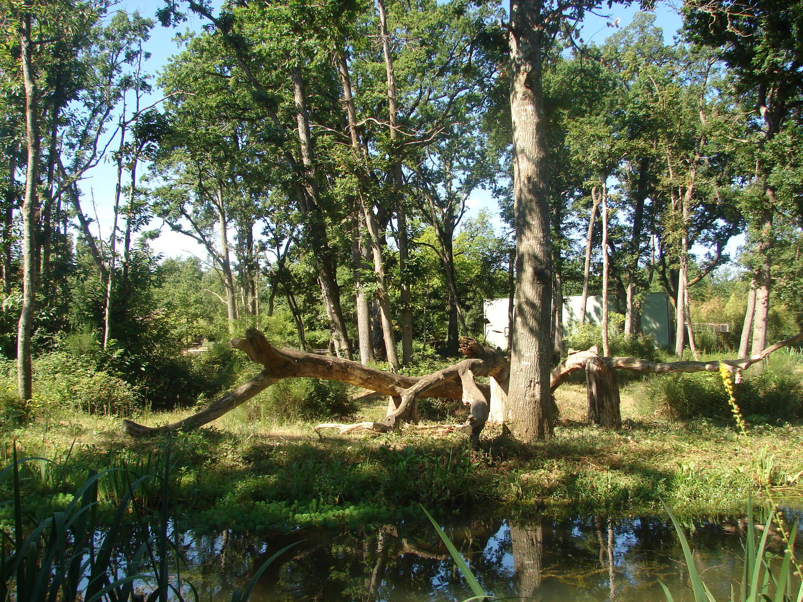 Gorilla, Guereza and Schmidt's Red-Tailed Monkey island