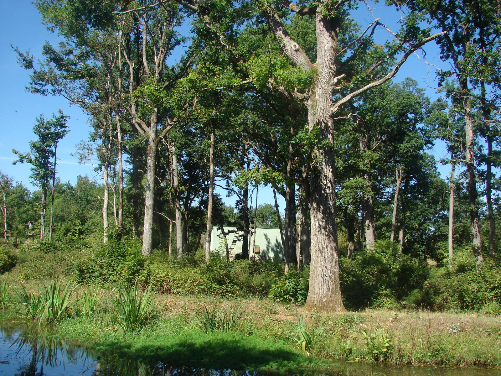 Gorilla, Guereza and Schmidt's Red-Tailed Monkey island