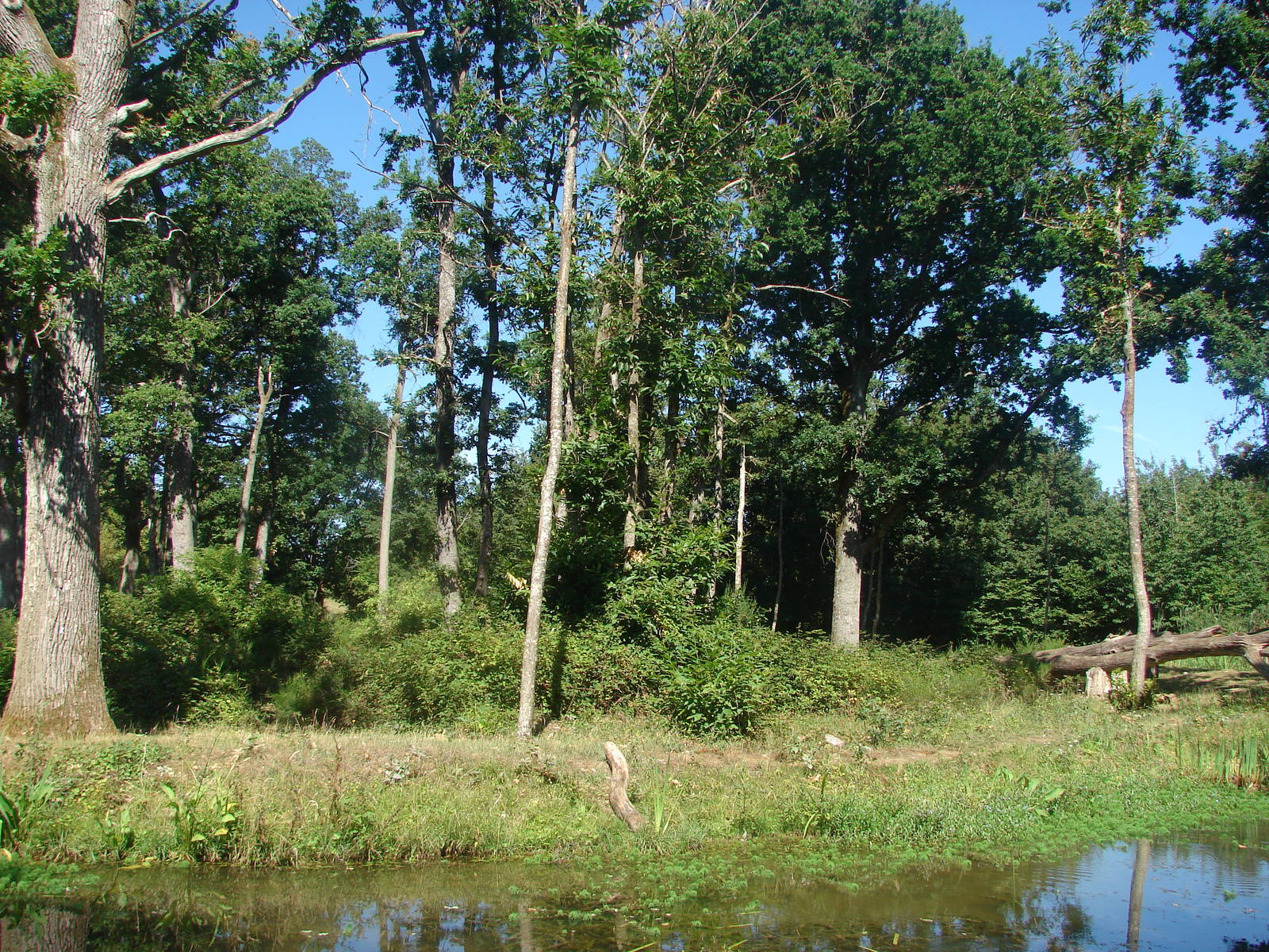 Gorilla, Guereza and Schmidt's Red-Tailed Monkey island