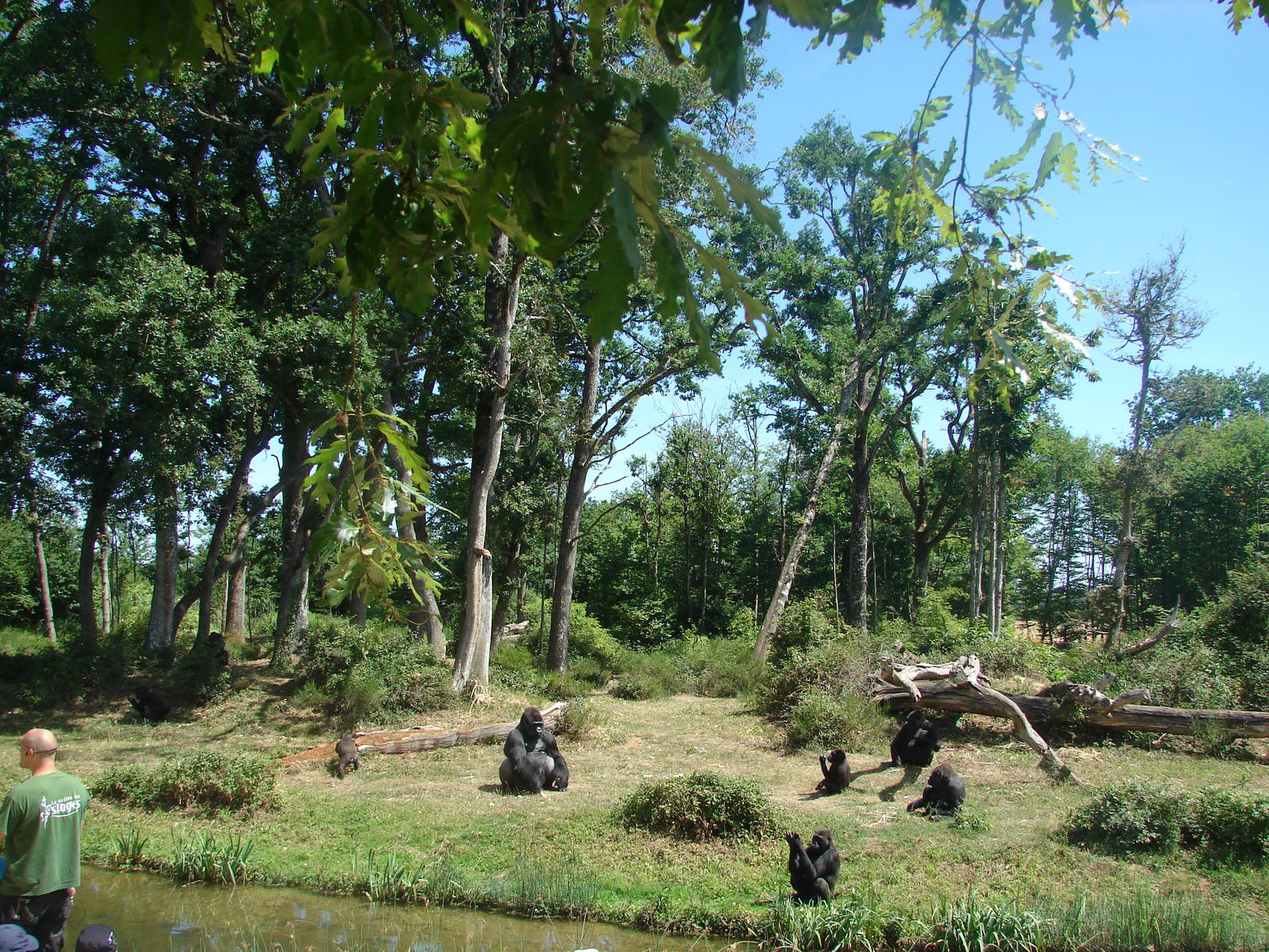 Gorilla, Guereza and Schmidt's Red-Tailed Monkey island