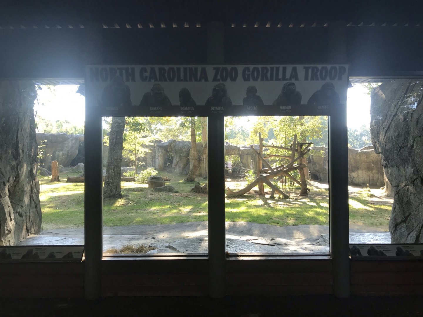 Gorilla Habitat at Morning