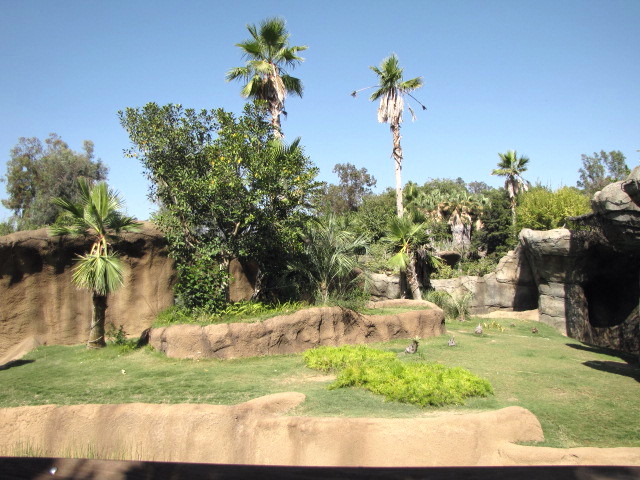 Gorilla Habitat: Bachelor Group