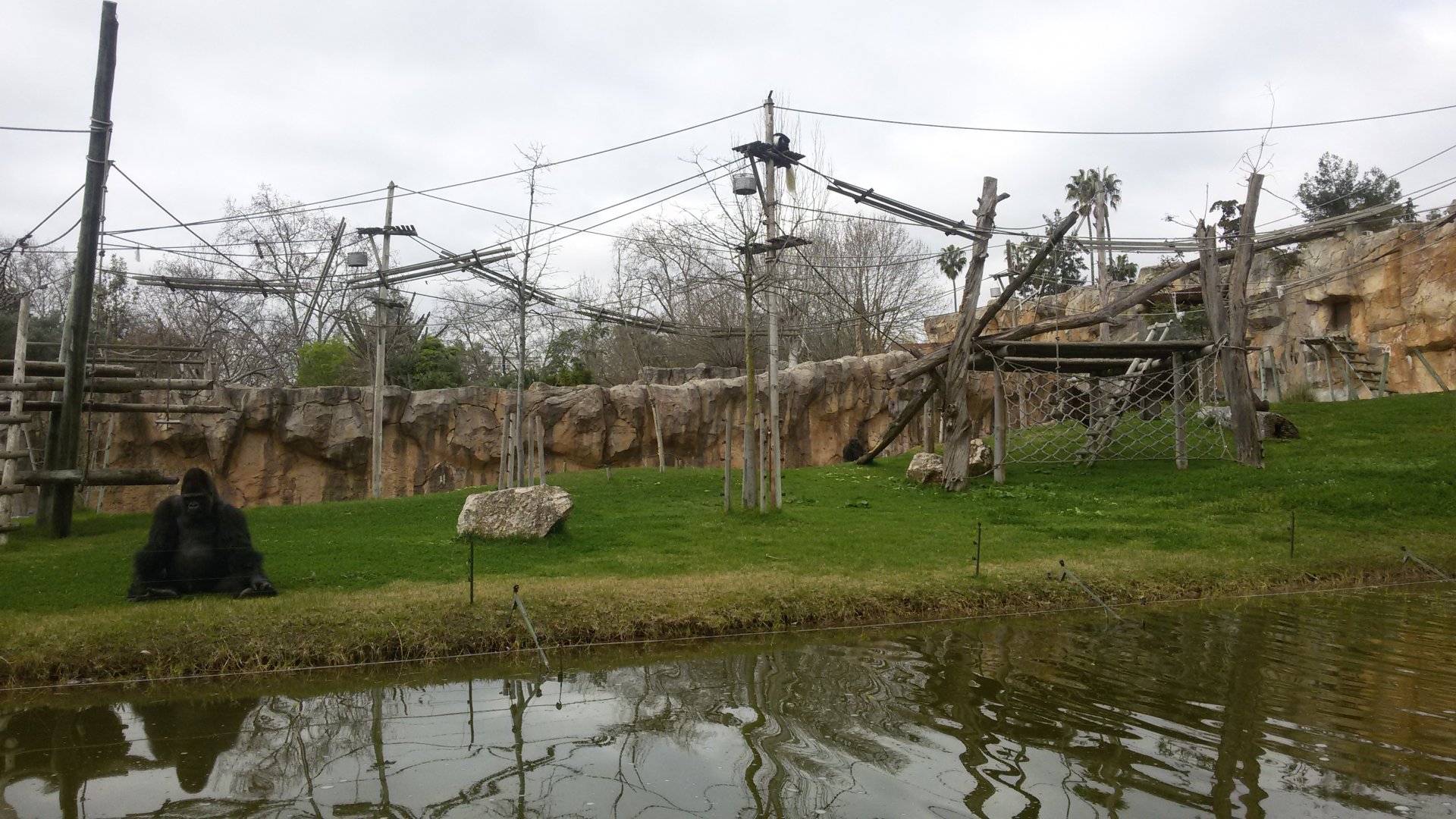Gorilla habitat - Feb 2017