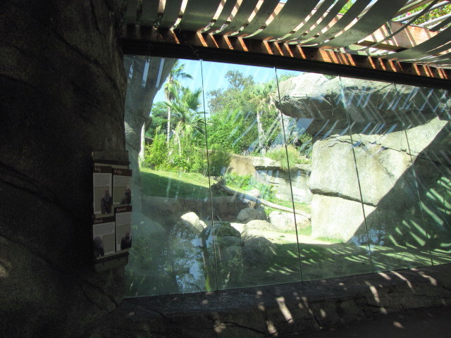 Gorilla Habitat Glass Viewing Area