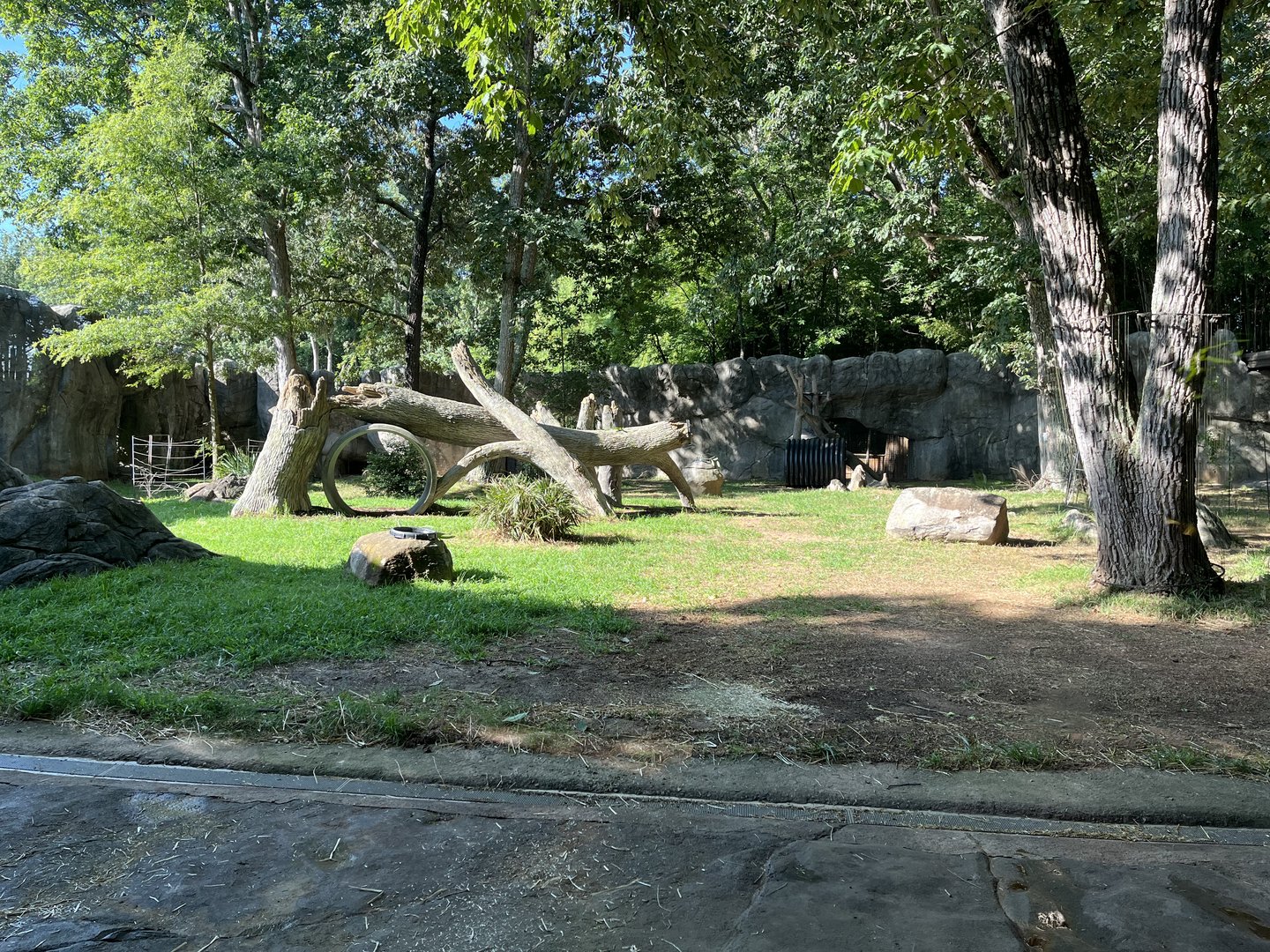 Gorilla Habitat in the Morning