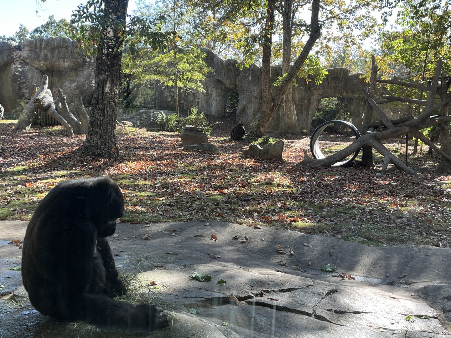Gorilla Habitat on a Sunny Autumn Morning