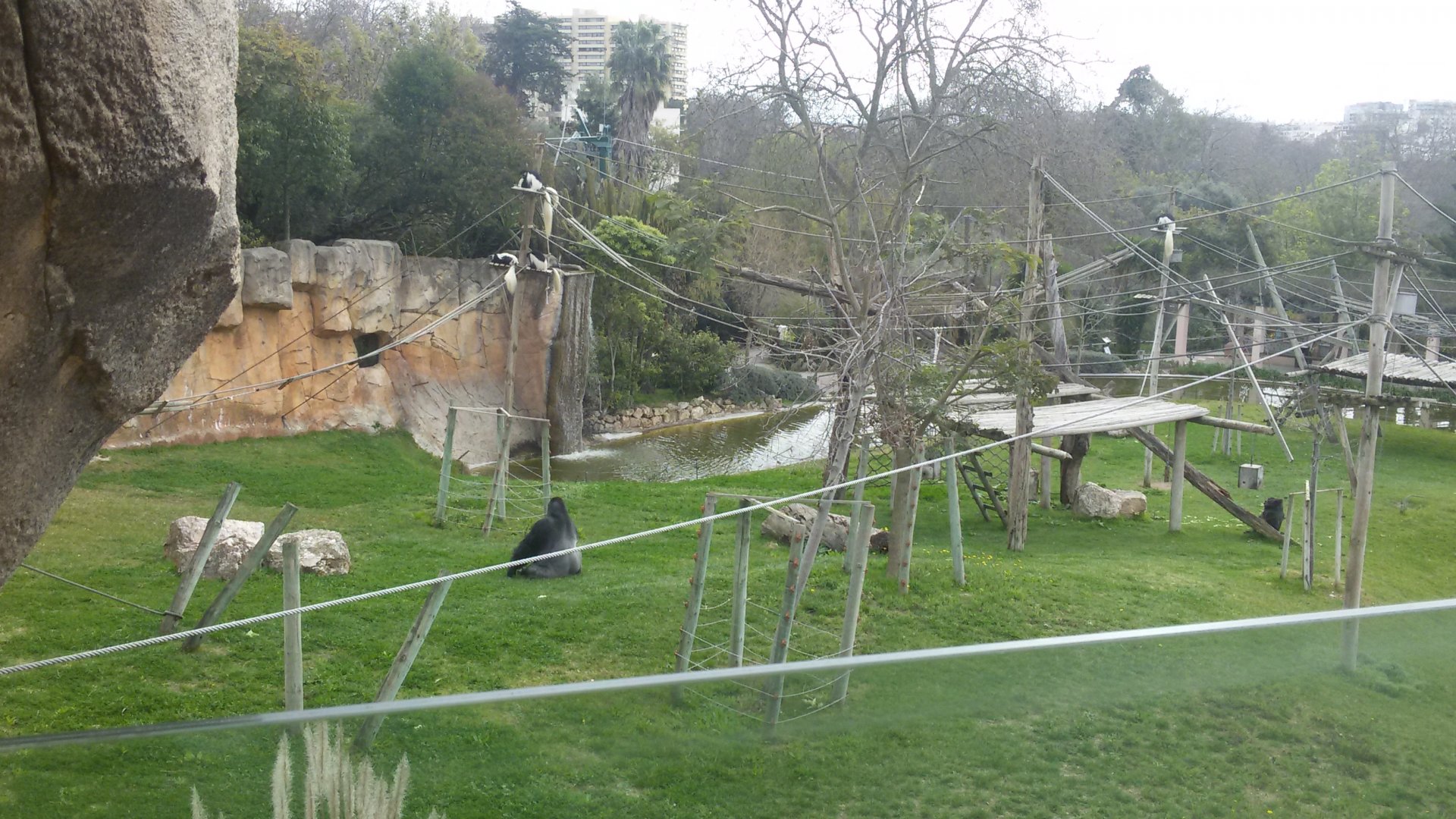 Gorilla habitat , view from balcony