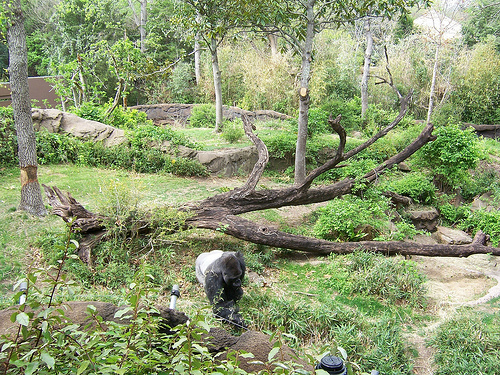 Gorilla Habitat
