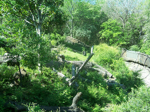 Gorilla Habitat
