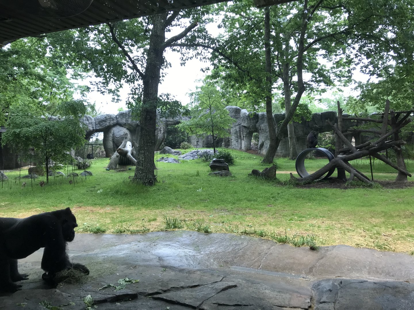 Gorilla Habitat