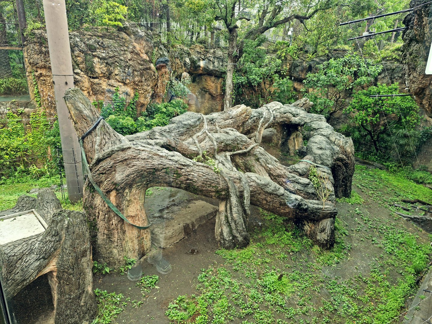 Gorilla habitat