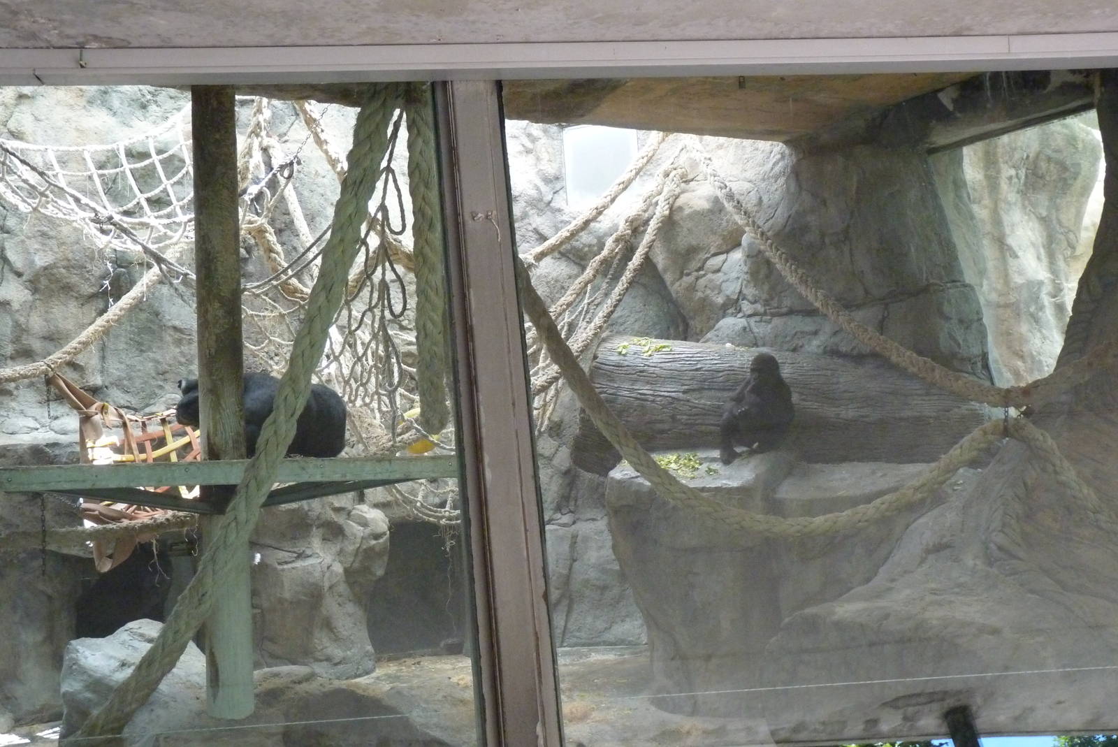 Gorilla house, 17 June 2015