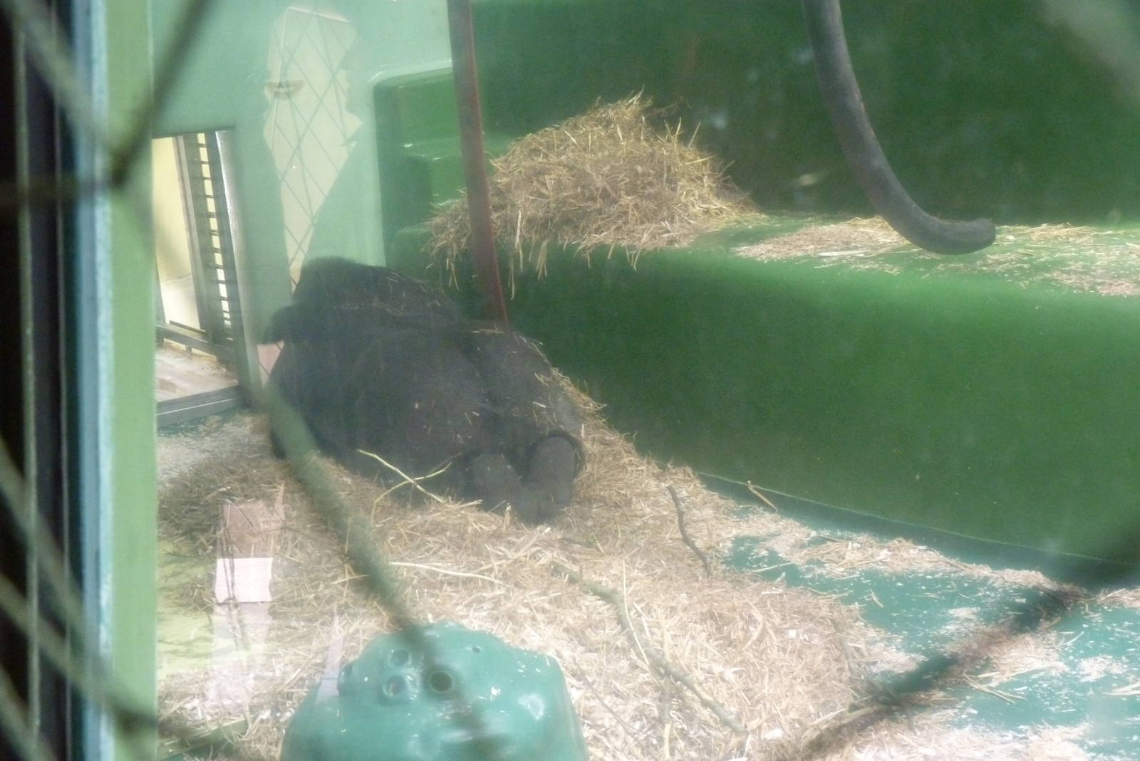 Gorilla House, April 2013