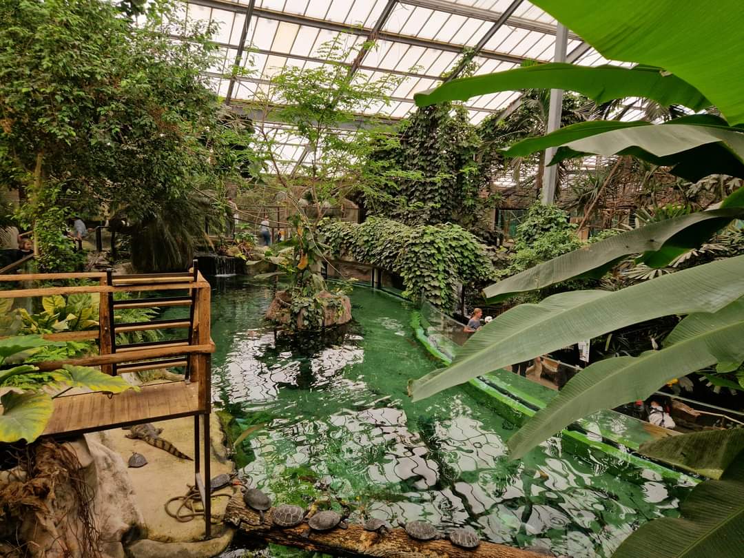 Gorilla House aquarium