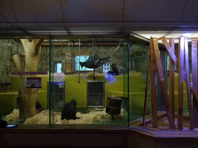 Gorilla House; gorilla indoor enclosures