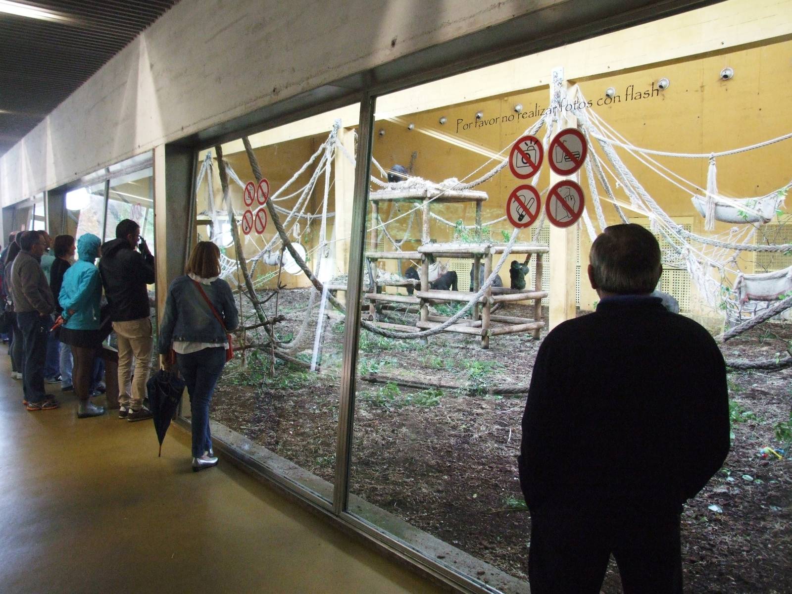 Gorilla House Interior at Cabarceno, 11/06/15