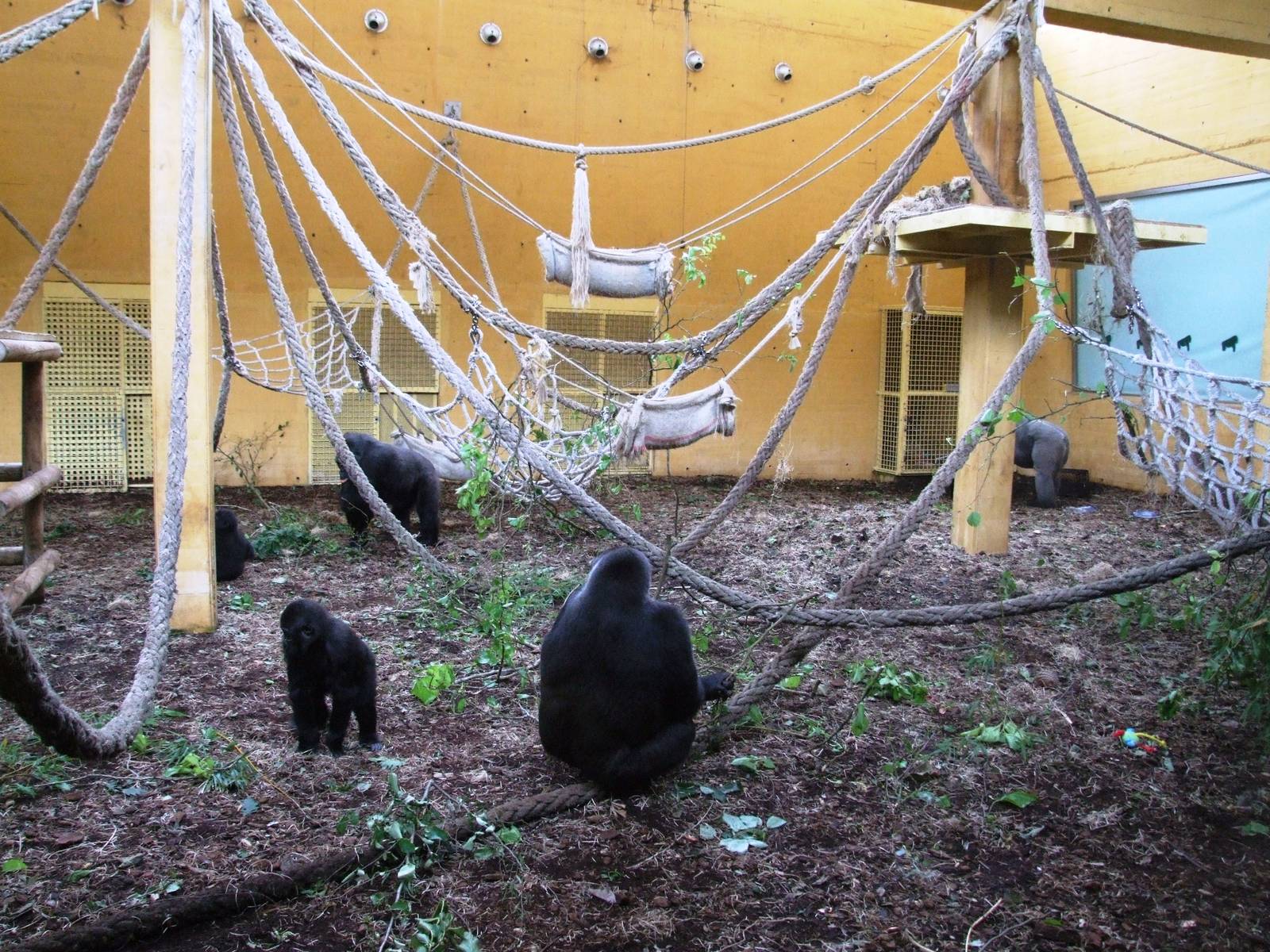 Gorilla House Interior at Cabarceno, 11/06/15