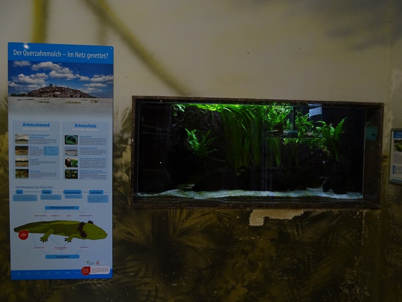 Gorilla House; Lake Pátzcuaro salamander aquarium