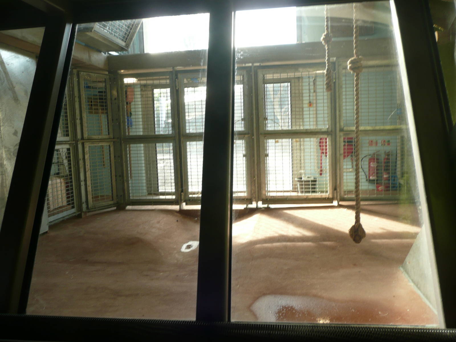 Gorilla House new indoor area