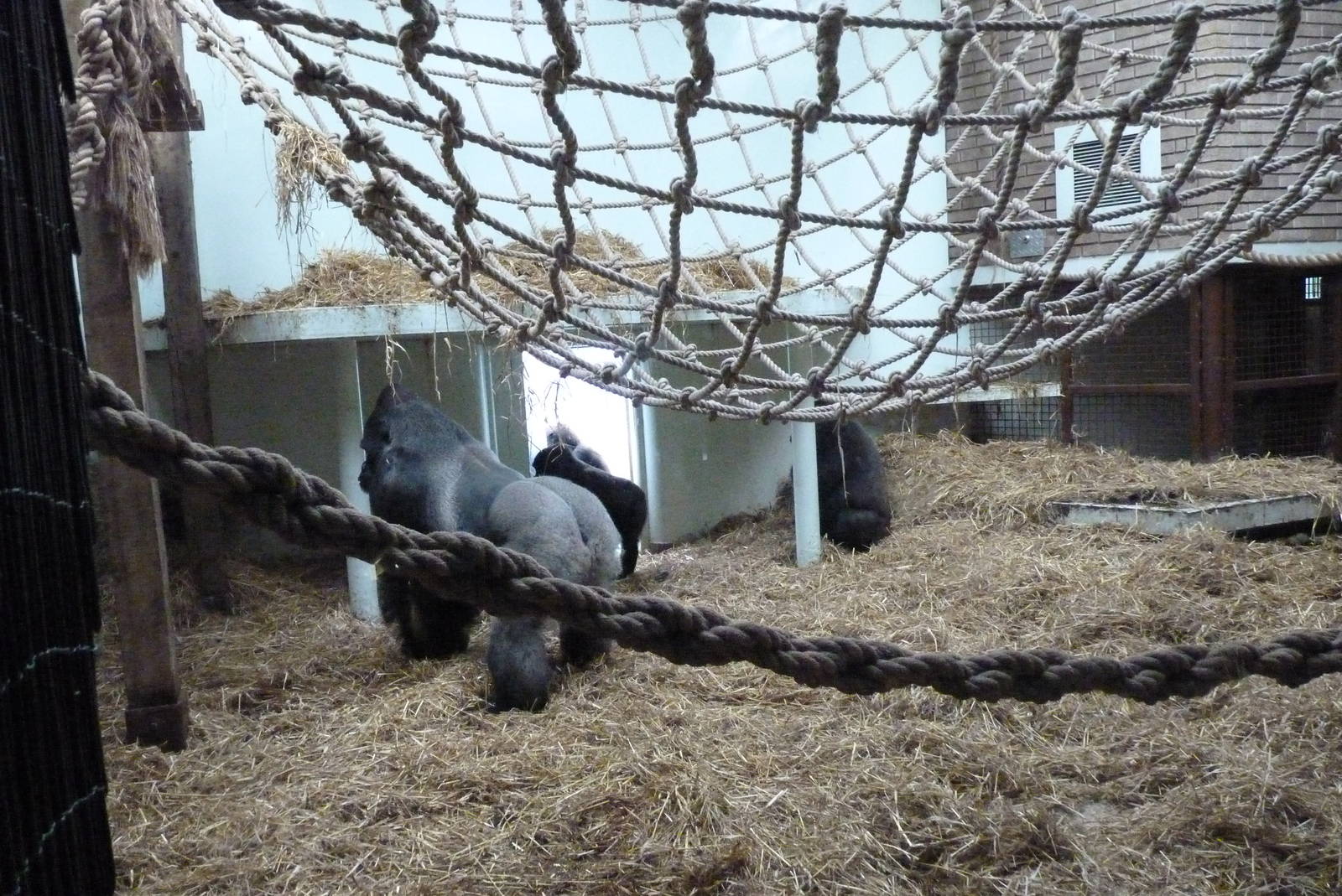Gorilla house, September 2016