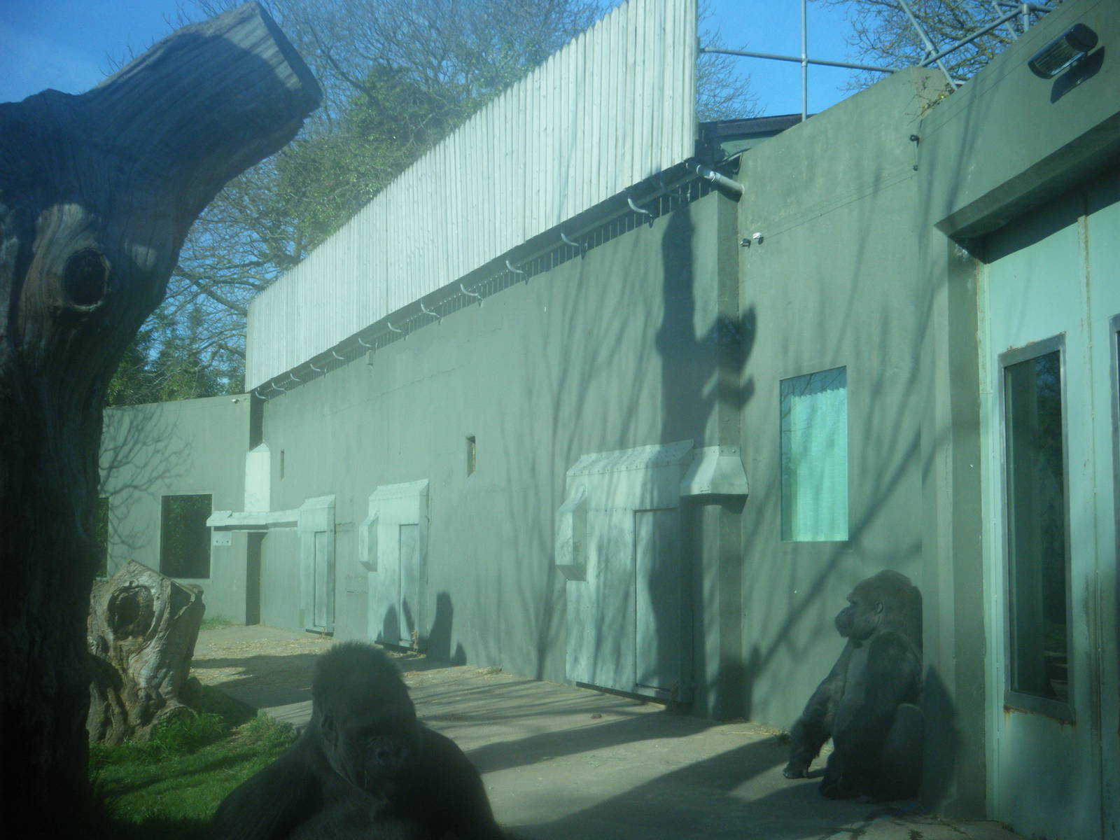 Gorilla House