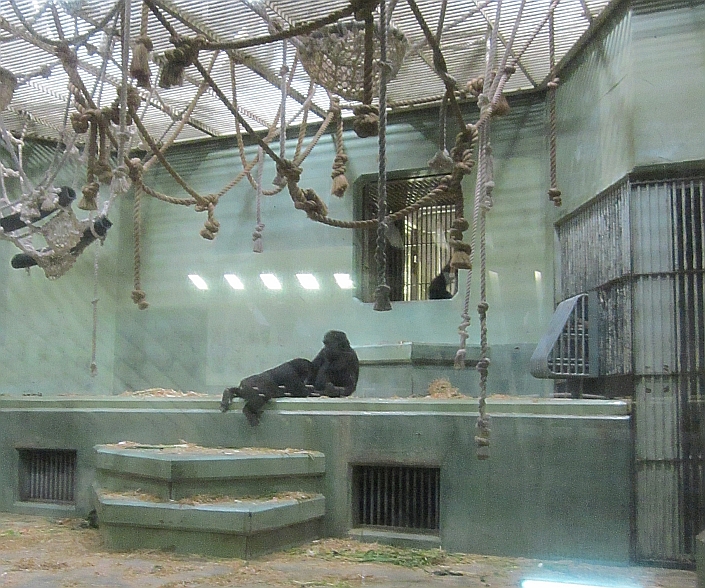 Gorilla house