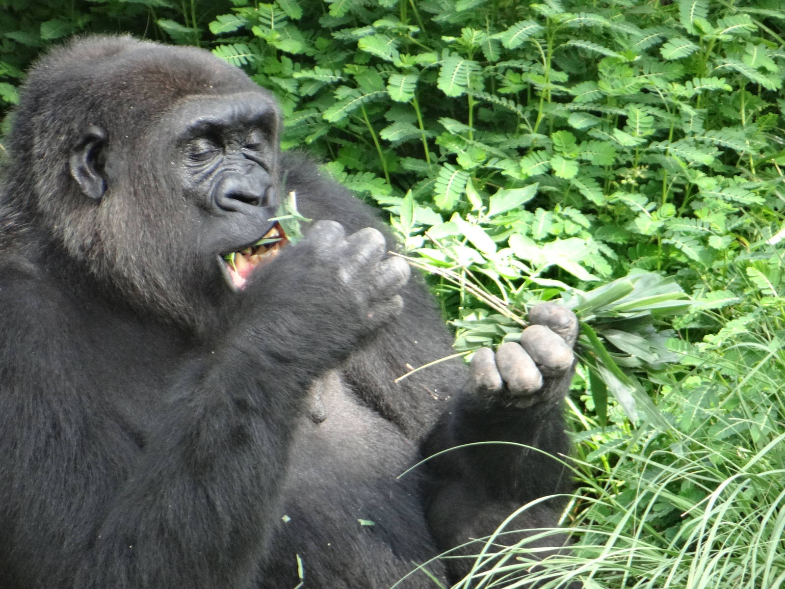 Gorilla, Houston Zoo