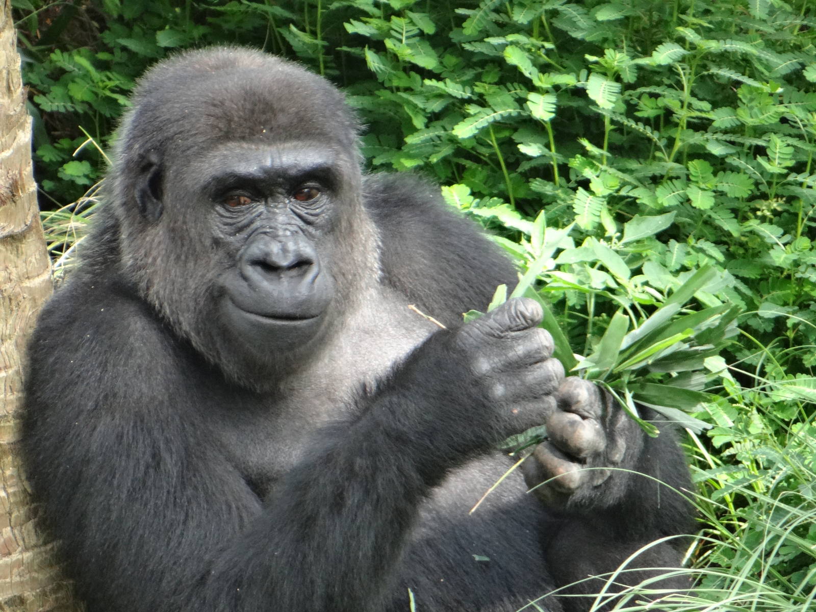 Gorilla, Houston Zoo