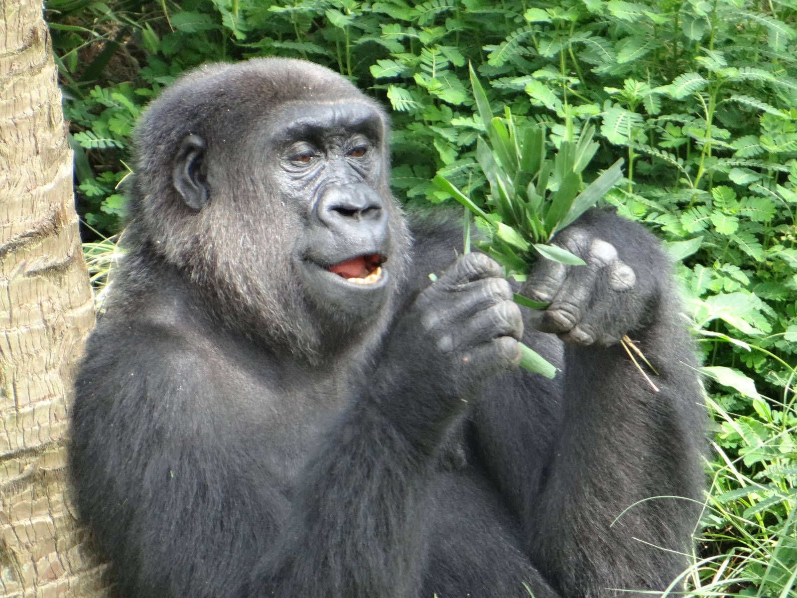 Gorilla, Houston Zoo