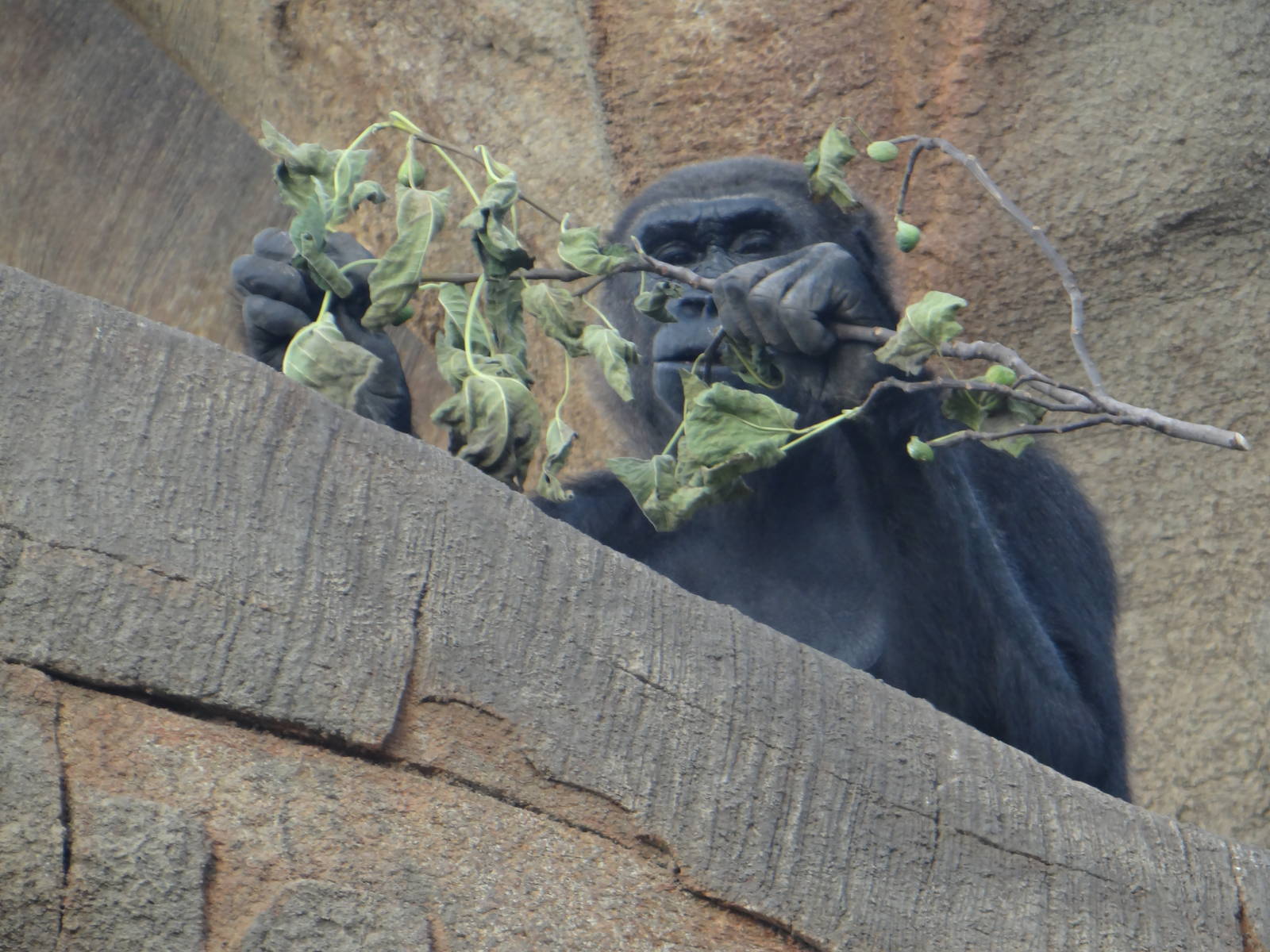 Gorilla, Houston Zoo