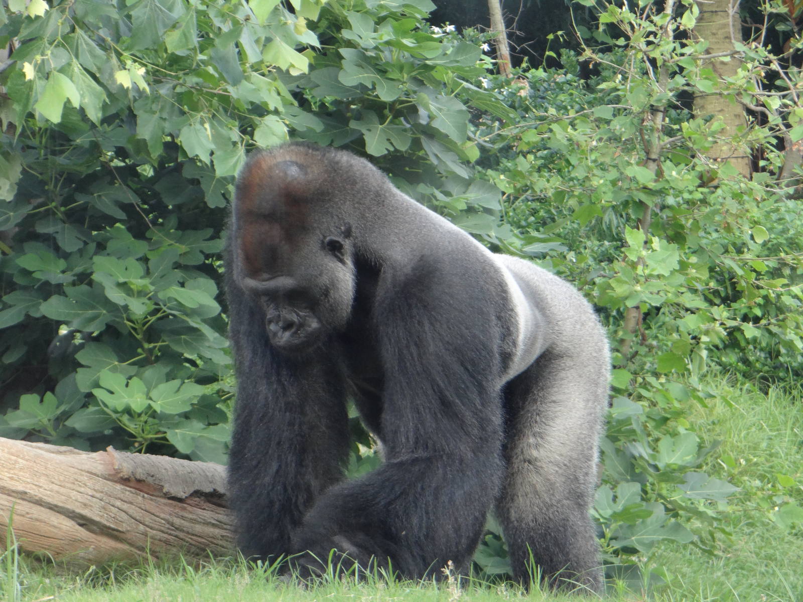 Gorilla, Houston Zoo
